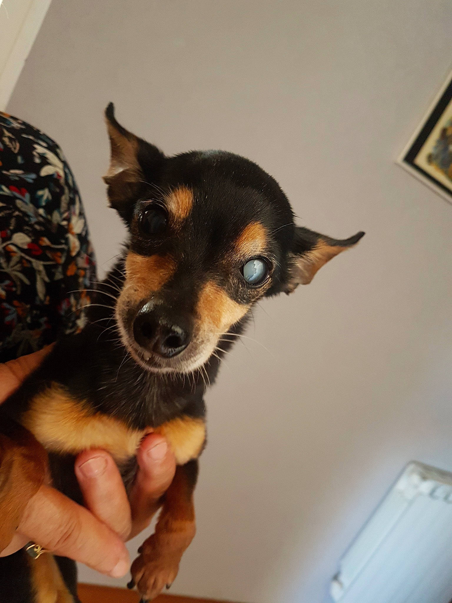 Julie a rejoint le concours — aidez-le/la à gagner de superbes lots ! black_and_tan_terrier, canidae, carnivore, chihuahua, dog, dog_breed, english_toy_terrier, german_pinscher, mammal, manchester_terrier, miniature_pinscher, pinscher, prazsky_krysarik, puppy, russkiy_toy, snout, toy_dog, toy_manchester_terrier, vertebrate