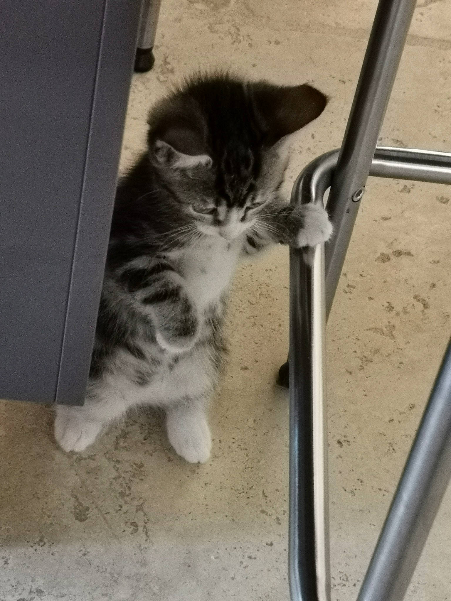 Noisette participe au concours pour gagner de l'argent avec cette photo : aegean_cat, carnivore, cat, domestic_short_haired_cat, european_shorthair, felidae, fur, kitten, leg, norwegian_forest_cat, ojos_azules, paw, polydactyl_cat, small_to_medium_sized_cats, snapshot, snout, tabby_cat, tail, whiskers