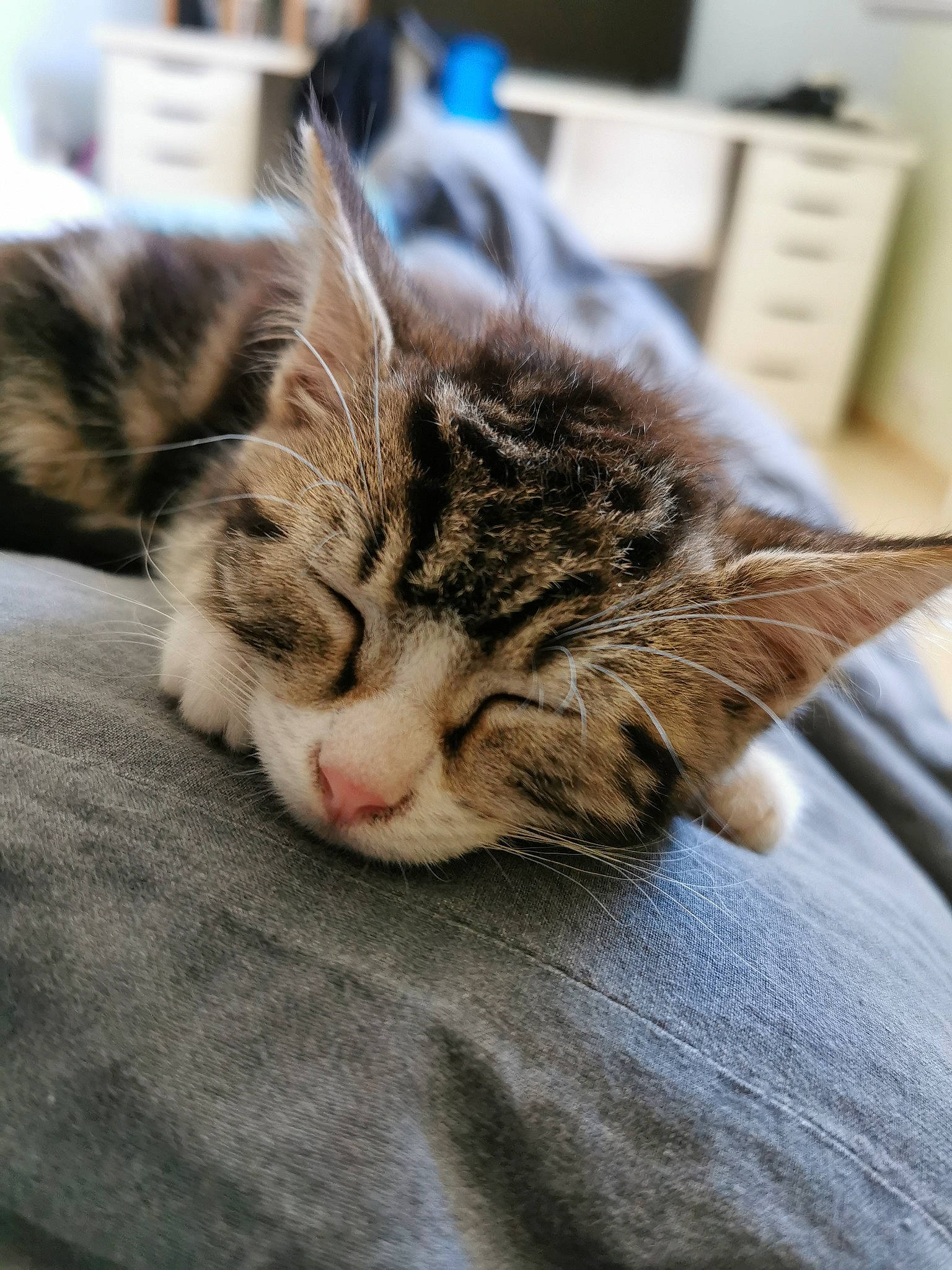 Noisette participe au concours pour gagner de l'argent avec cette photo : american_shorthair, asian, carnivore, cat, domestic_short_haired_cat, dragon_li, ear, european_shorthair, felidae, fur, kitten, mammal, nap, norwegian_forest_cat, sleep, small_to_medium_sized_cats, snout, tabby_cat, whiskers