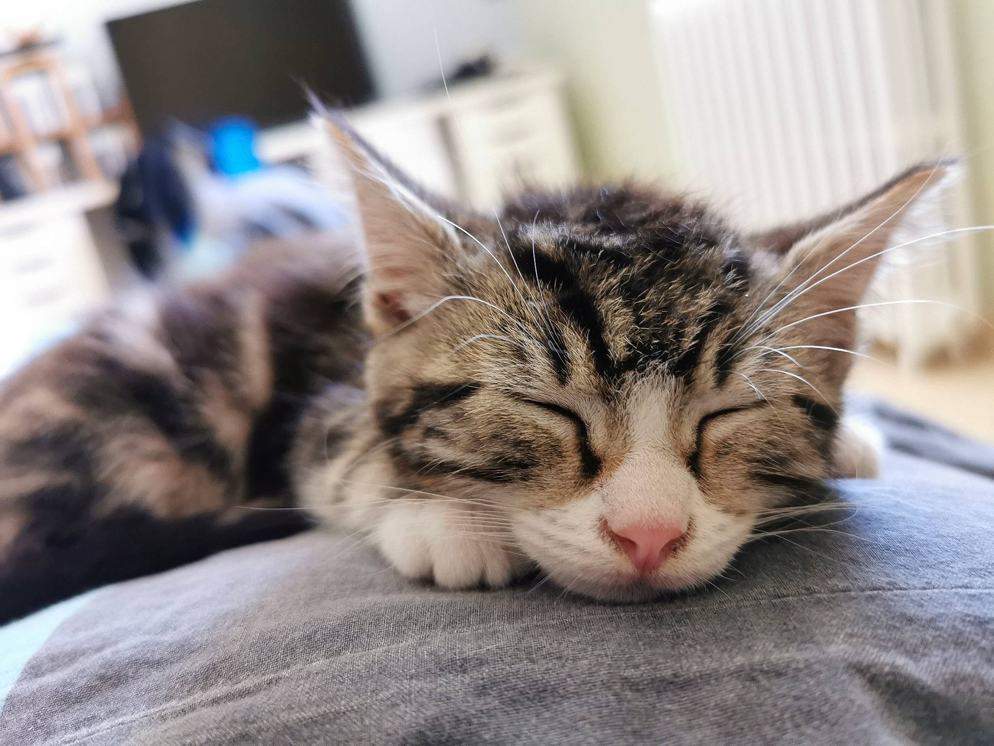 Noisette participe au concours pour gagner de l'argent avec cette photo : american_shorthair, carnivore, cat, domestic_short_haired_cat, dragon_li, ear, european_shorthair, eye, felidae, fur, kitten, mammal, nap, norwegian_forest_cat, nose, sleep, small_to_medium_sized_cats, snout, tabby_cat, whiskers