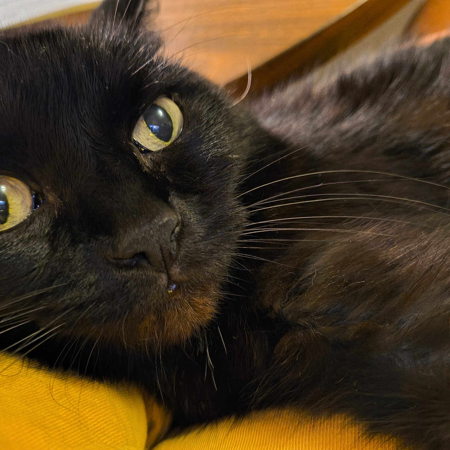 Sissy is registered to the contest to win money with this photo: animal, blackcat, cat, kitten, manx, pet