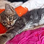 Grisette a rejoint le concours — aidez-le/la à gagner de superbes lots ! kitten, cat, pet, animal, feline, stretching, bed, blanket, colorful, curious, whiskers, soft_fur, indoors, cozy, playful, young, cute, tabby, resting, closeup