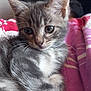 kitten, cat, gray_tabby, fur, whiskers, bedspread, pink, white, indoor, close_up, pet, animal, cute, sleepy, young, feline, soft_light, resting, cozy, domestic
