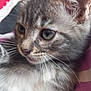 Grisette a rejoint le concours — aidez-le/la à gagner de superbes lots ! kitten, cat, gray_tabby, whiskers, close_up, pet, animal, feline, young_cat, resting, soft_fur, green_eyes, curious, indoors, blanket, pink, red, comfort, cute, portrait