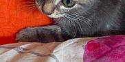 Grisette participe au concours pour gagner de l'argent avec cette photo : kitten, gray_tabby, cat, close_up, bedspread, orange, pink, fur, whiskers, ears, animal, pet, indoor, cute, young, curious, soft, feline, resting, playful