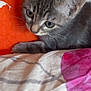 kitten, gray_tabby, cat, close_up, bedspread, orange, pink, fur, whiskers, ears, animal, pet, indoor, cute, young, curious, soft, feline, resting, playful
