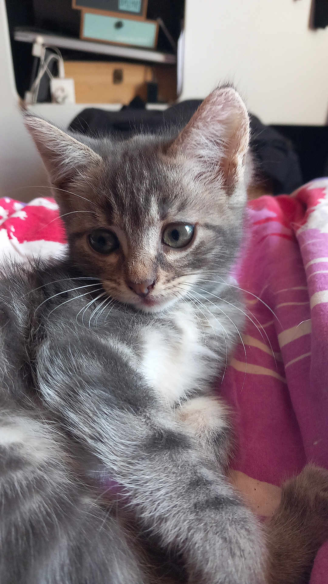 Grisette a rejoint le concours — aidez-le/la à gagner de superbes lots ! kitten, cat, gray_cat, white_fur, cute, pet, indoor, blanket, pink, red, fur, whiskers, young_animal, animal, closeup, resting, cozy, feline, small, domestic_cat
