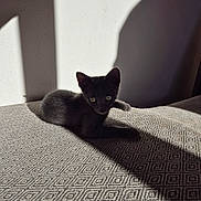 Ares a rejoint le concours — aidez-le/la à gagner de superbes lots ! kitten, black_cat, cat, pet, animal, indoor, sunlight, shadow, texture, curious, feline, cute, resting, small, young, domestic, cozy, wall, pattern, relaxing
