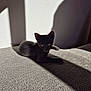 kitten, black_cat, cat, pet, animal, indoor, sunlight, shadow, texture, curious, feline, cute, resting, small, young, domestic, cozy, wall, pattern, relaxing