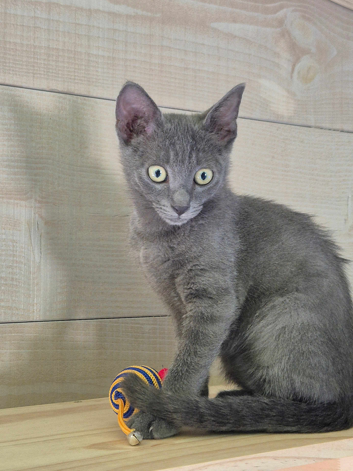 Ares a rejoint le concours — aidez-le/la à gagner de superbes lots ! kitten, gray_cat, toy, yarn_ball, wooden_surface, curious, pet, indoor, feline, playful, sitting, tail, paw, wide_eyes, young_cat, domestic_cat, close_up, animal, wood_panel, cute
