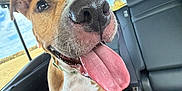 Charli is registered to the contest to win money with this photo: dog, tongue_out, close_up, backseat, car_interior, nose, wet_nose, happy, panting, brown_and_white, floppy_ears, leather_seat, window, sky, field, sitting, paws, collar, drool, pet