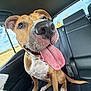 dog, tongue_out, close_up, backseat, car_interior, nose, wet_nose, happy, panting, brown_and_white, floppy_ears, leather_seat, window, sky, field, sitting, paws, collar, drool, pet
