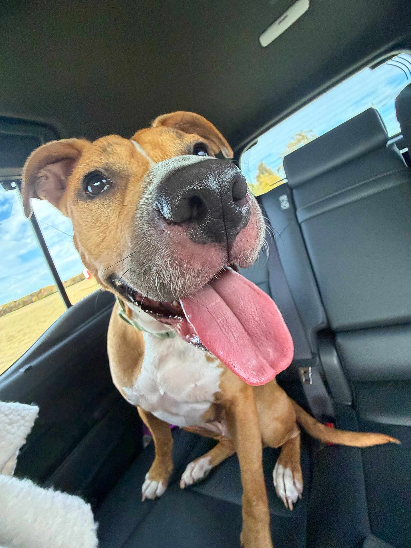 Charli is registered to the contest to win money with this photo: dog, tongue_out, close_up, backseat, car_interior, nose, wet_nose, happy, panting, brown_and_white, floppy_ears, leather_seat, window, sky, field, sitting, paws, collar, drool, pet