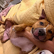 Charli joined the competition — help win amazing prizes! dog, pet, pitbull_type, lying_on_back, bed, blanket, quilt, paw, belly, nose, snout, closeup, indoor, human_arm, cuddling, relaxed, cute, paws_up, fabric, bedroom