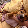 dog, pet, pitbull_type, lying_on_back, bed, blanket, quilt, paw, belly, nose, snout, closeup, indoor, human_arm, cuddling, relaxed, cute, paws_up, fabric, bedroom