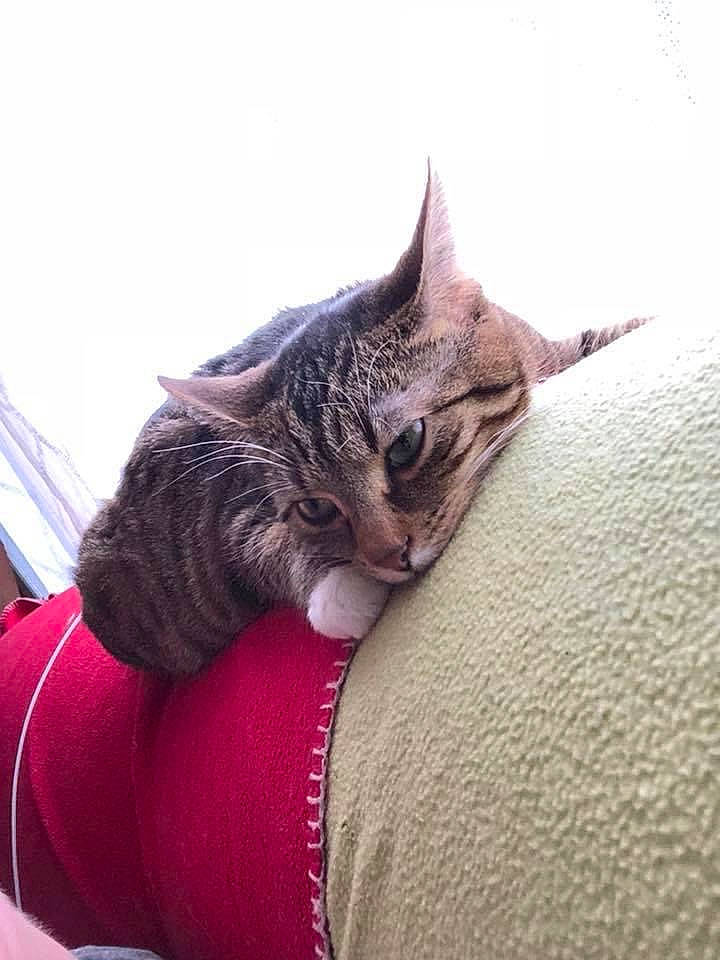 Lilly joined the competition — help win amazing prizes! american_shorthair, asian, california_spangled, carnivore, cat, domestic_short_haired_cat, dragon_li, egyptian_mau, european_shorthair, felidae, fur, kitten, leg, small_to_medium_sized_cats, tabby_cat, whiskers