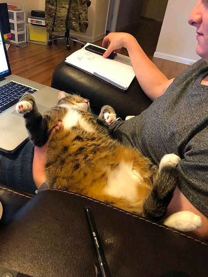 Lilly is registered to the contest to win money with this photo: carnivore, cat, ear, felidae, leg, small_to_medium_sized_cats, whiskers