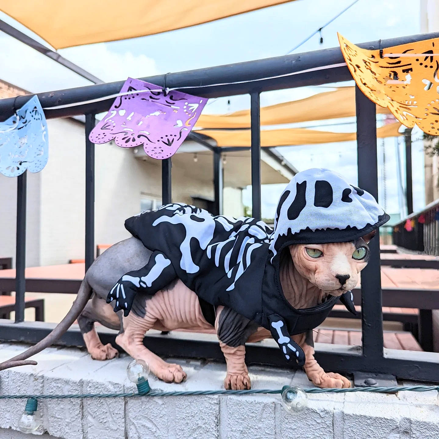 Grogu joined the competition — help win amazing prizes! chair, city, fashion_accessory, fawn, flooring, fun, fur, headgear, human_leg, leisure, metal, pattern, recreation, sidewalk, sitting, sportswear, street, sunglasses, tree, wood