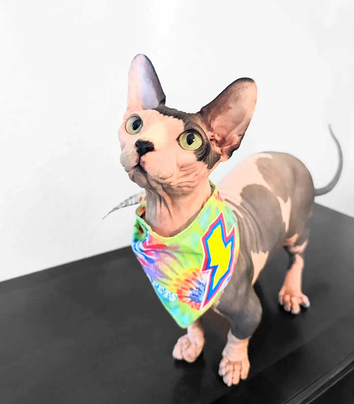 Grogu joined the competition — help win amazing prizes! animal_figure, art, carnivore, companion_dog, cone, costume_hat, dog, dog_breed, dog_clothes, fashion_accessory, fawn, felidae, mammal, party_hat, pet_supply, sculpture, tail, vertebrate, whiskers, working_animal