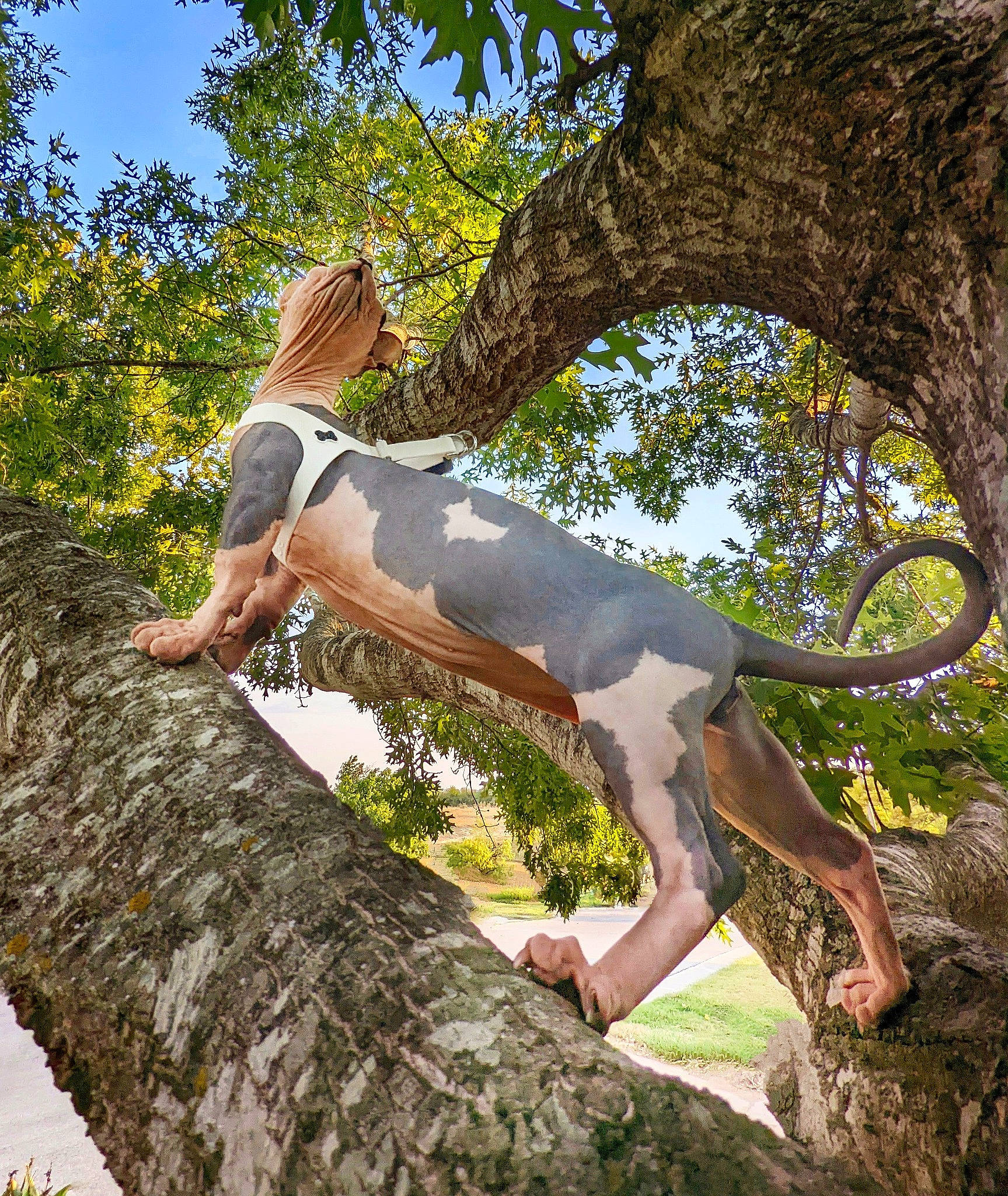 Grogu is registered to the contest to win money with this photo: branch, carnivore, elbow, fawn, forest, grass, happy, human_leg, knee, leisure, people_in_nature, plant, sky, tail, thigh, tree, trunk, wood, woody_plant