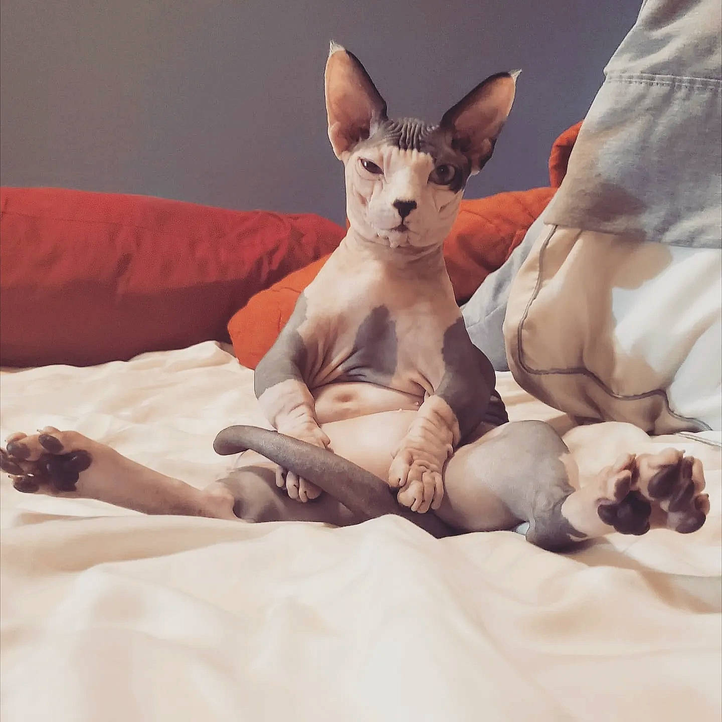 Grogu joined the competition — help win amazing prizes! carnivore, cat, claw, comfort, companion_dog, devon_rex, donskoy, fawn, felidae, foot, fur, linens, oriental_shorthair, paw, small_to_medium_sized_cats, sphynx, tail, terrestrial_animal, toy, whiskers