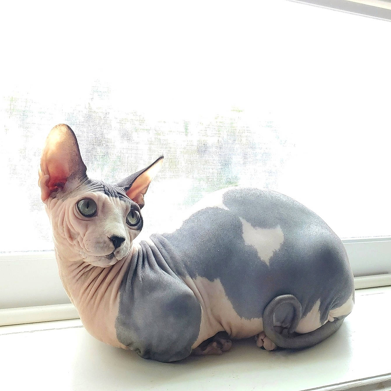 Grogu is registered to the contest to win money with this photo: animal_figure, art, automotive_design, carnivore, cat, comfort, ear, fawn, felidae, metal, sculpture, small_to_medium_sized_cats, snout, square, tail, toy, visual_arts, whiskers, window, windshield