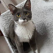 Oxana a rejoint le concours — aidez-le/la à gagner de superbes lots ! american_wirehair, asian, british_shorthair, burmese, burmilla, carnivore, cat, chartreux, domestic_short_haired_cat, felidae, german_rex, kitten, korat, mammal, nebelung, russian_blue, small_to_medium_sized_cats, snout, vertebrate, whiskers