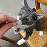Oxana a rejoint le concours — aidez-le/la à gagner de superbes lots ! asian, british_shorthair, carnivore, cat, chartreux, claw, domestic_short_haired_cat, european_shorthair, fawn, felidae, kitten, korat, mammal, nebelung, paw, polydactyl_cat, russian_blue, small_to_medium_sized_cats, snout, whiskers