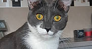 Oxana participe au concours pour gagner de l'argent avec cette photo : aegean_cat, american_wirehair, asian, carnivore, cat, domestic_short_haired_cat, european_shorthair, felidae, javanese, kitten, mammal, oriental_shorthair, small_to_medium_sized_cats, snout, vertebrate, whiskers