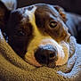 animal, blanket, brown, close_up, comfort, cozy, dog, expression, face, fur, indoors, nose, pet, portrait, resting, sleepy, snout, texture, warm_lighting, white