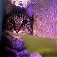 Prince joined the competition — help win amazing prizes! animal, blurred_foreground, cat, close_up, curious, ears, feline, focus, indoor, narrow_space, nose, pet, portrait, purple_light, striped_fur, tabby, texture, wall, whiskers, wide_eyes