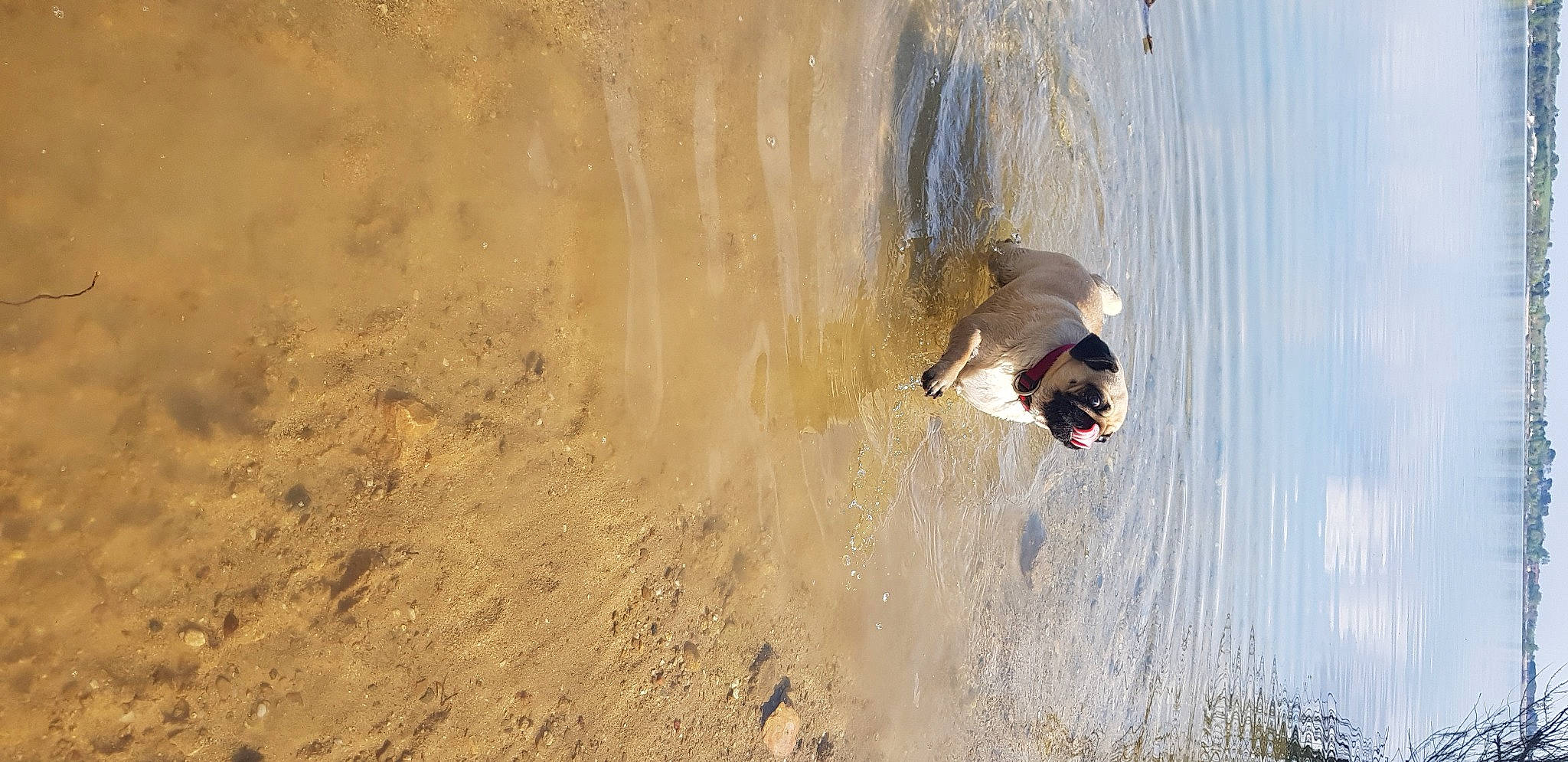 Phara participe au concours pour gagner de l'argent avec cette photo : _geese_and_swans, beach, beak, bird, duck, ducks, extreme_sport, fun, lake, landscape, recreation, sand, seabird, soil, water, water_bird, watercourse, waterfowl, wave, wind_wave