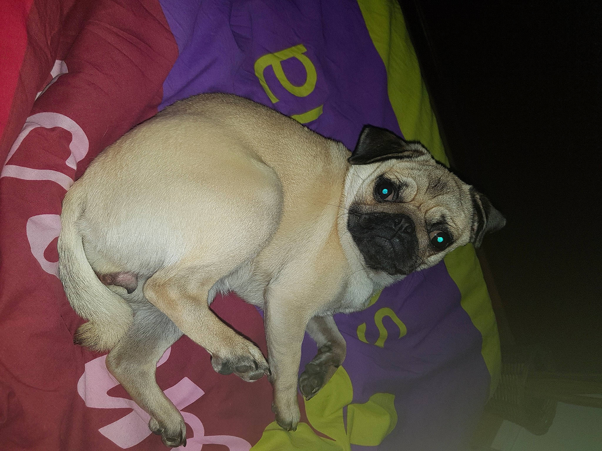 Phara a rejoint le concours — aidez-le/la à gagner de superbes lots ! canidae, carnivore, companion_dog, dog, dog_breed, fawn, mammal, pug, puggle, puppy, snout, toy_dog, vertebrate