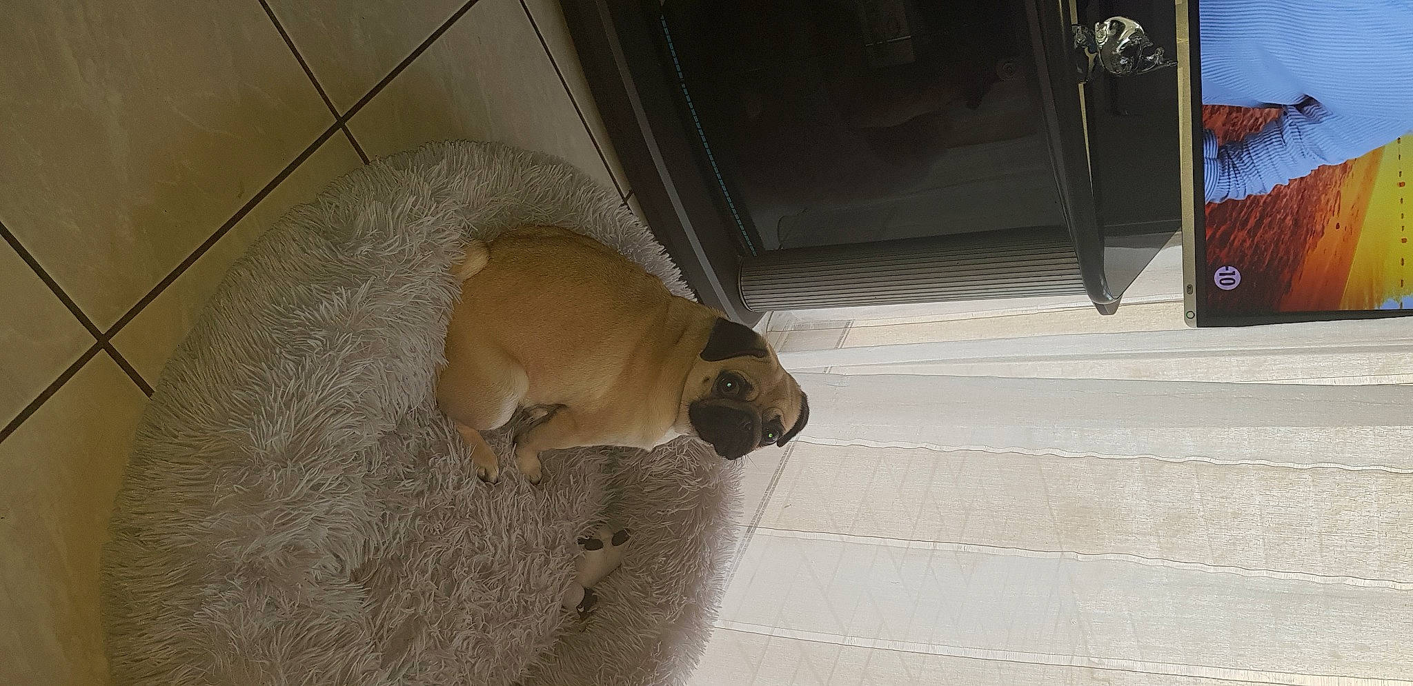 Phara participe au concours pour gagner de l'argent avec cette photo : ball, canidae, carnivore, companion_dog, dog, dog_breed, fawn, felidae, flooring, fur, hardwood, paw, pet_supply, snout, sporting_group, tail, toy_dog, whiskers, wood, working_animal