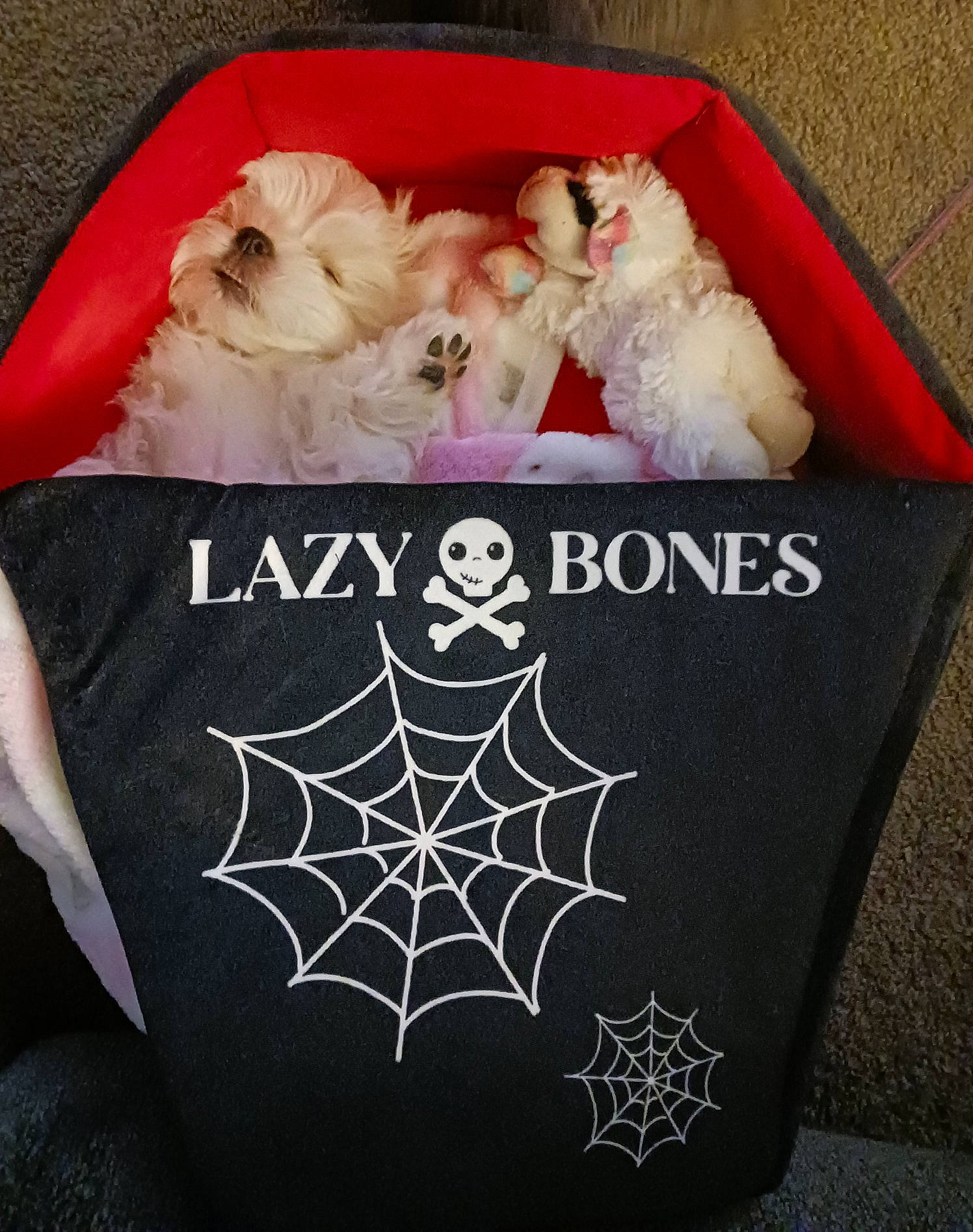 Iris is registered to the contest to win money with this photo: art, bag, carnivore, companion_dog, dog_breed, font, fur, linens, mammal, pattern, photo_caption, recipe, sleeve, steamed_rice, textile, thread, toy, tree, visual_arts, white_rice