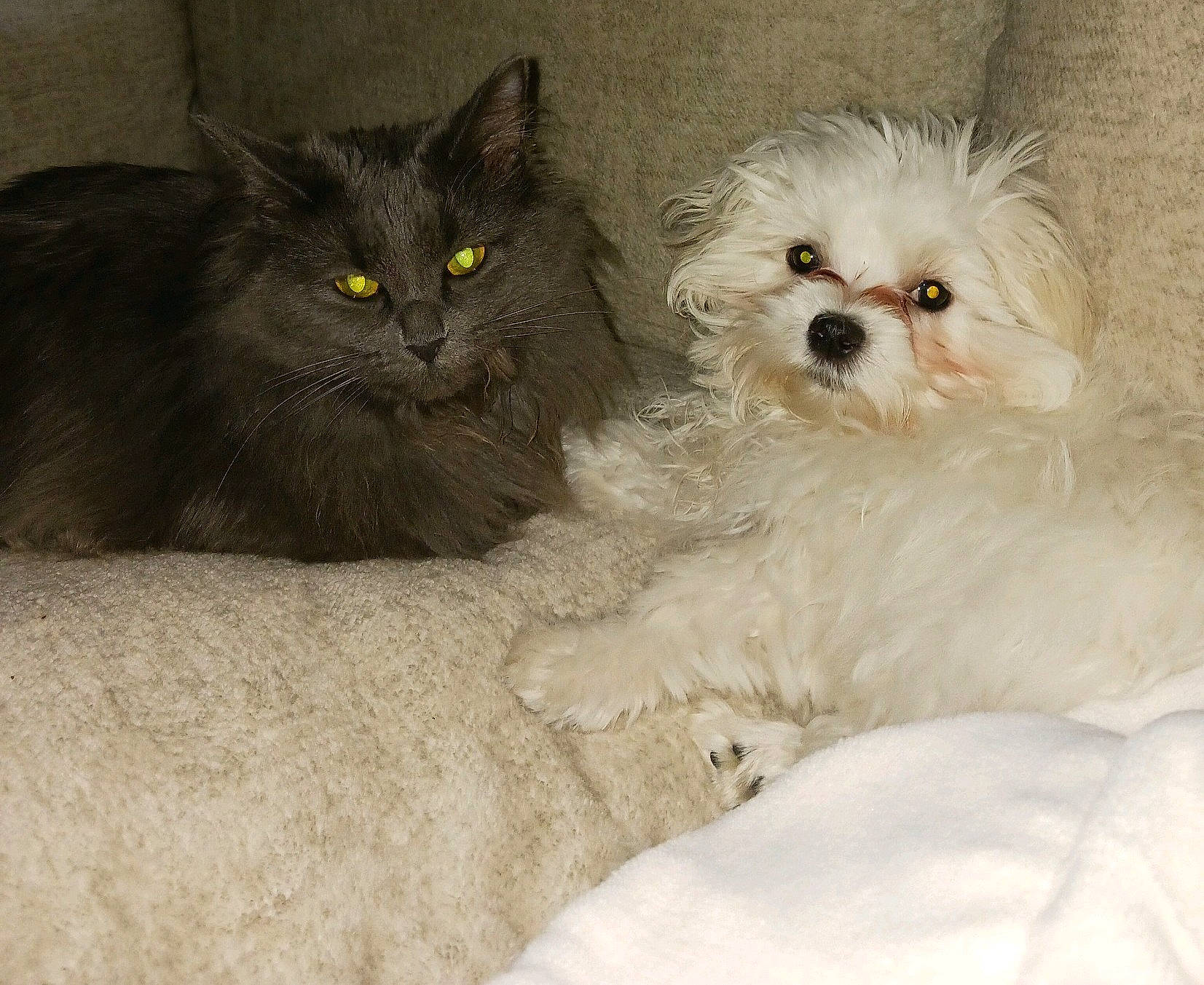 Iris And Nellie joined the competition — help win amazing prizes! british_longhair, carnivore, cat, comfort, companion_dog, dog, dog_breed, felidae, fur, maltepoo, non_sporting_group, plant, small_to_medium_sized_cats, snout, sunglasses, toy_dog, whiskers, working_animal