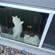 Mellow joined the competition — help win amazing prizes! cat, white_cat, window, glass, stone, rocks, outdoor, indoor, pet, animal, feline, fluffy, standing_cat, lying_cat, reflection, lamp, house_exterior, curtain, nature, daylight