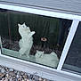 cat, white_cat, window, glass, stone, rocks, outdoor, indoor, pet, animal, feline, fluffy, standing_cat, lying_cat, reflection, lamp, house_exterior, curtain, nature, daylight