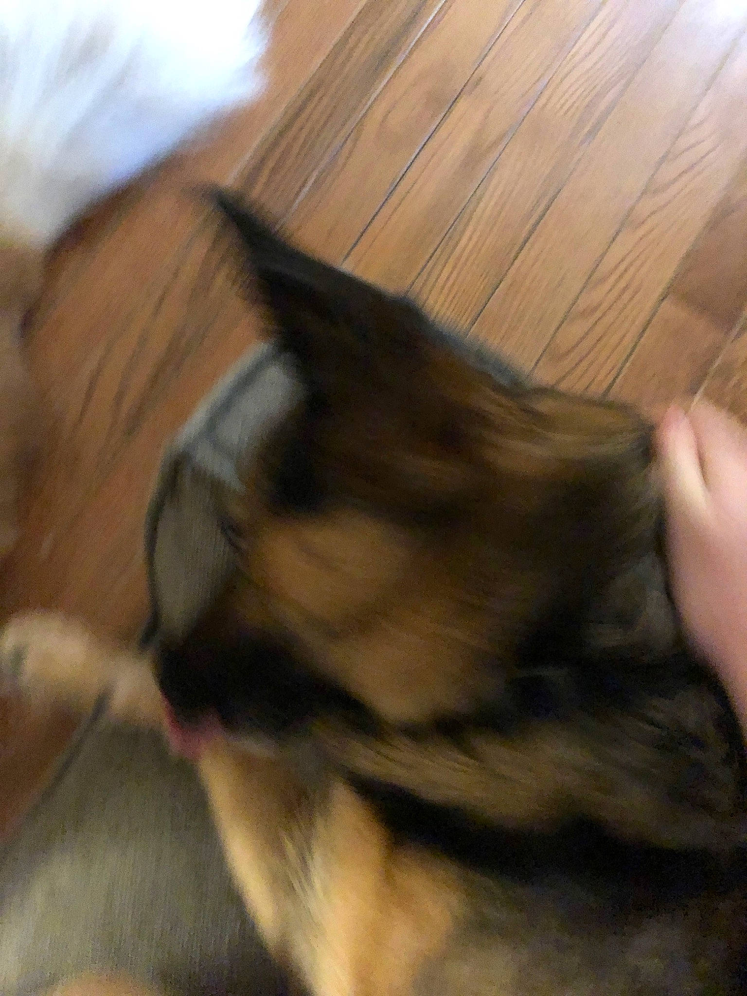 Cheyenne joined the competition — help win amazing prizes! canidae, carnivore, dog, dog_breed, ear, fawn, german_shepherd_dog, puppy, snout