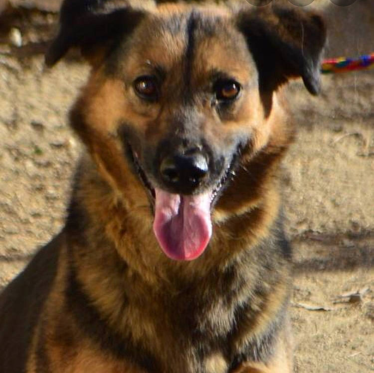 Cheyenne joined the competition — help win amazing prizes! canidae, carnivore, dog, dog_breed, eye, fawn, german_shepherd_dog, mammal, mountain_cur, potcake_dog, puppy, rare_breed_dog, snout, sporting_group, street_dog, vertebrate, whiskers