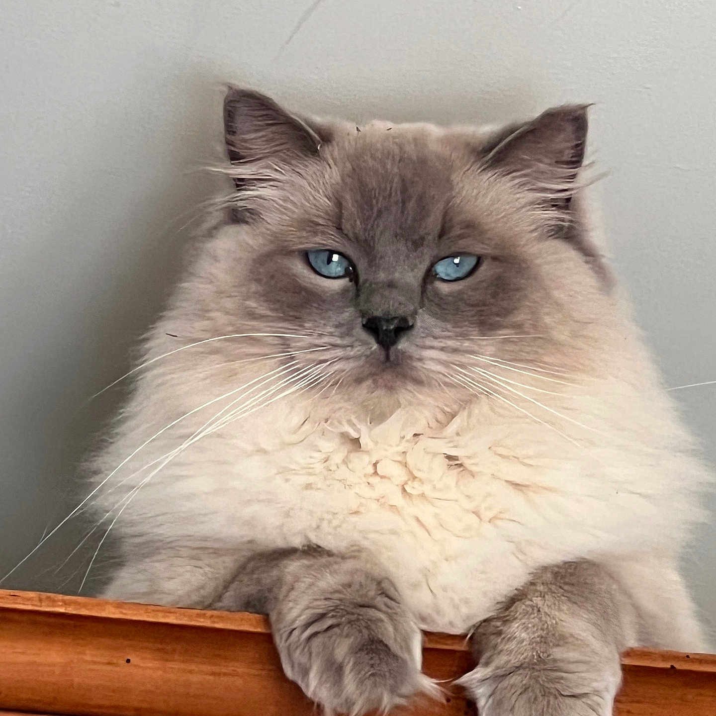 Sissi a rejoint le concours — aidez-le/la à gagner de superbes lots ! animal, blue_eyes, cat, close_up, cute, domestic_cat, ears, face, feline, fluffy, gray, indoor, mammal, paws, pet, portrait, relaxed, soft_fur, whiskers, wooden_surface