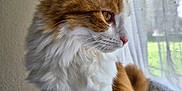 Mimi participe au concours pour gagner de l'argent avec cette photo : cat, feline, pet, orange_tabby, white_fur, long_fur, indoor, window, curtain, profile, whiskers, ear, nose, portrait, cozy, sunlight, sill, relaxed, domestic, fluffy