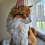 cat, feline, pet, orange_tabby, white_fur, long_fur, indoor, window, curtain, profile, whiskers, ear, nose, portrait, cozy, sunlight, sill, relaxed, domestic, fluffy