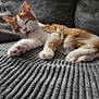 Mimi participe au concours pour gagner de l'argent avec cette photo : cat, kitten, orange_cat, white_cat, pet, tongue_out, paws, paw, fur, couch, sofa, blanket, indoor, resting, relaxed, close_up, whiskers, sleepy, domestic_animal, feline