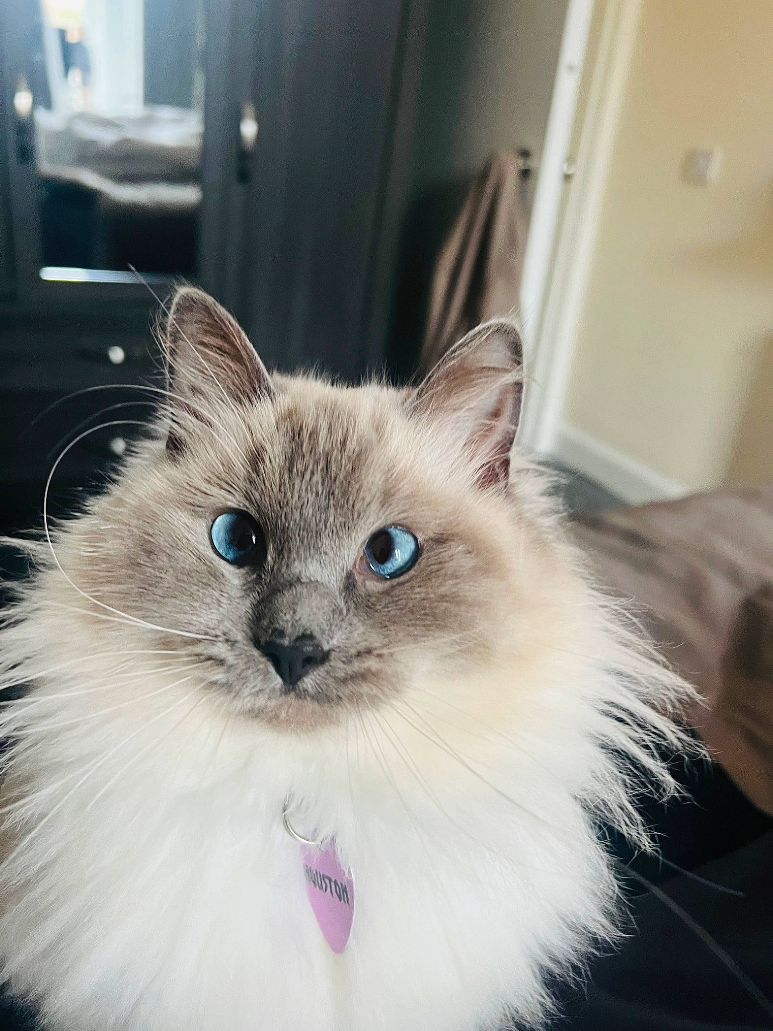 Houston is registered to the contest to win money with this photo: balinese, birman, british_longhair, carnivore, cat, claw, door, electric_blue, fawn, felidae, fur, iris, paw, plant, ragdoll, small_to_medium_sized_cats, snout, tail, thai, whiskers