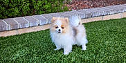 Joey is registered to the contest to win money with this photo: animal, brick, curious, cute, dog, fluffy, fur, garden, grass, greenery, lawn, nature, outdoor, pet, pomeranian, puppy, small_dog, standing, tail, young