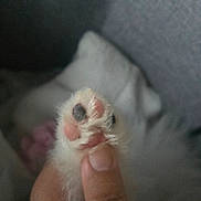 Joey is registered to the contest to win money with this photo: kitten, paw, paw_pads, hand, furry, close_up, cute, animal, pet, soft, tiny, fingers, holding, pink, black, fur, cozy, indoor, cute_animal, mammal