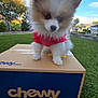 cardboard_box, chewy, clouds, curious, cute, dog, fluffy, grass, nature, outdoor, package, palm_tree, pet, puppy, red_shirt, sky, small_dog, sunlight, tree, yard