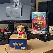 Joey is registered to the contest to win money with this photo: 3d_model, box, coffee_mug, computer_monitor, cute, desk, digital_art, dog_figurine, keyboard, mouse, office, pet_shop, plant, product_packaging, red_sweater, small_dog, technology, toy, window, workspace