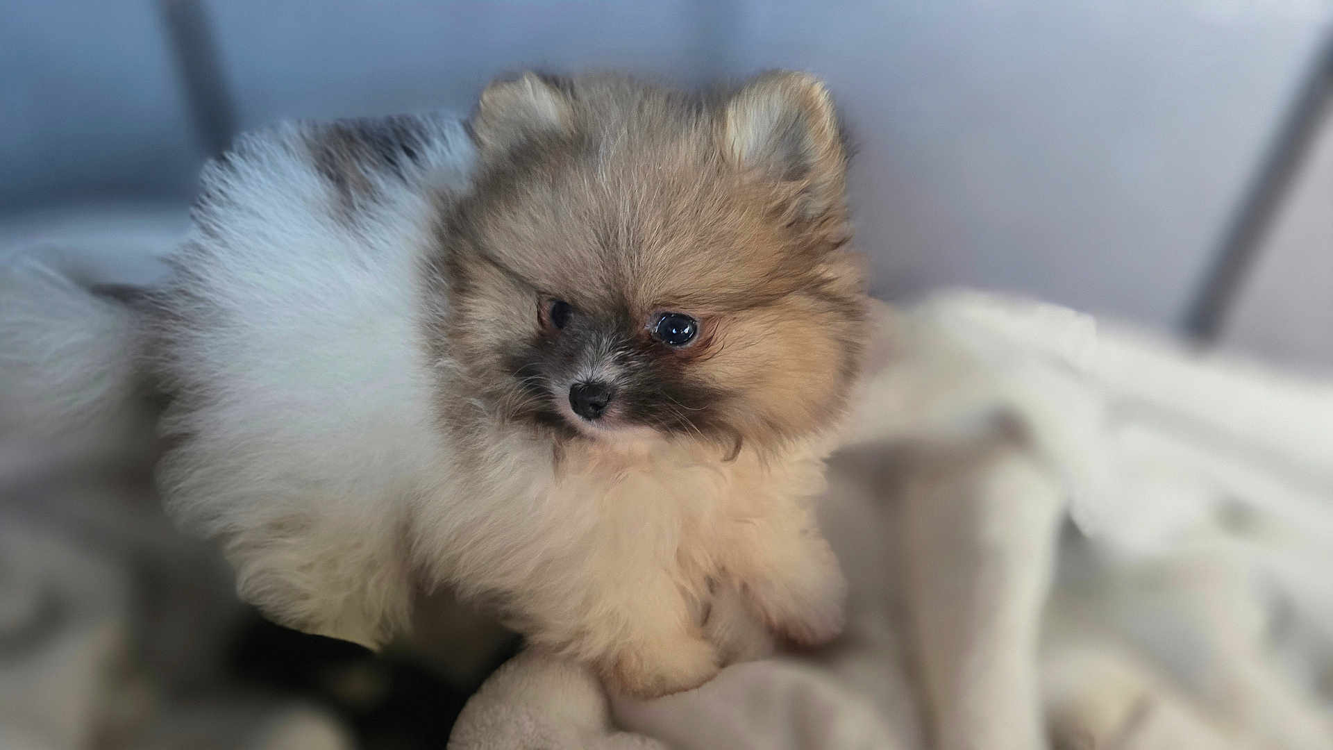 Luca